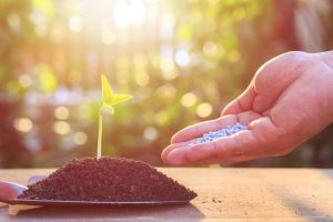 Top Tips For A Great Summer Garden