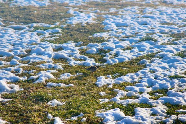 How Do I Protect My Lawn In Winter?