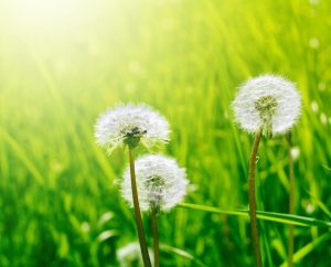 How To Choose A Great Fertilizer For New Jersey Lawns