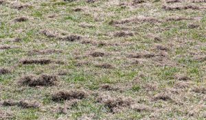 Getting Your Lawn Ready For Spring Now The Snow Has Melted