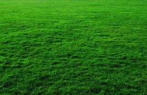 What Different Types Of Grass Grow In New Jersey
