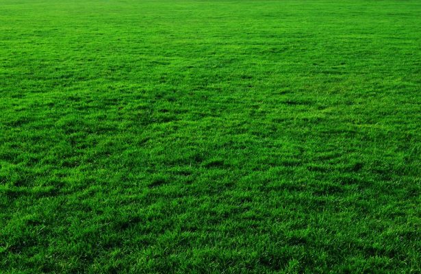 What Different Types Of Grass Grow In New Jersey