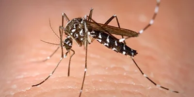 Aedes-aegypti-Yellow-Fever-Mosquito-e1743631698323