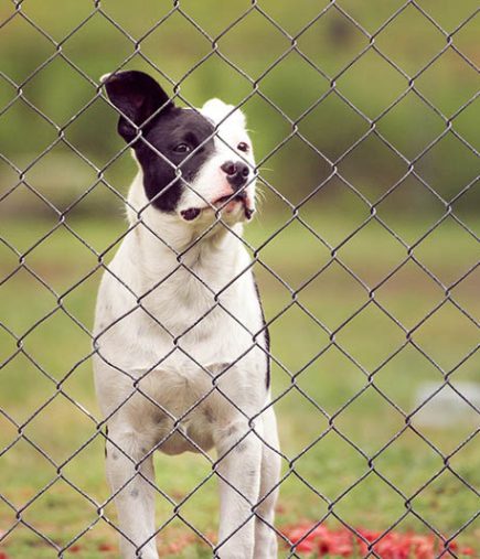 Dog-looking-over-a-fence_Kimberly-Hawkins-Pixabay