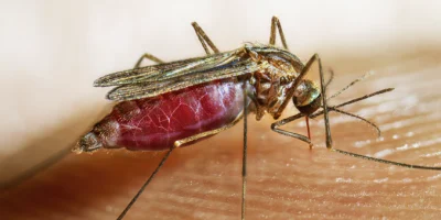 anopheles-quadrimaculatus-mosquito