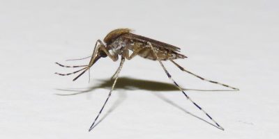 inat_6362a6fca2b1b2.45302418