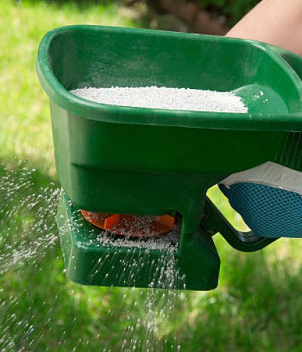 Manual fertilizing of the lawn in back yard in spring time